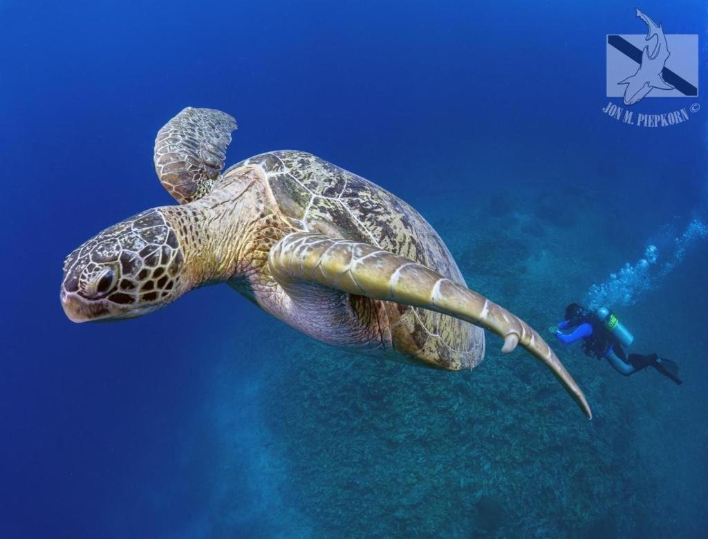 Oceans 5 Dive Resort Gili Air Bagian luar foto