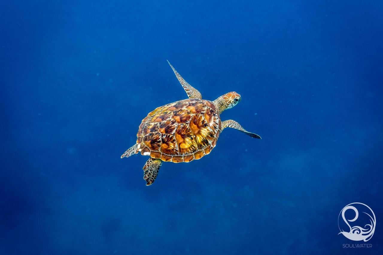 Oceans 5 Dive Resort Gili Air Bagian luar foto