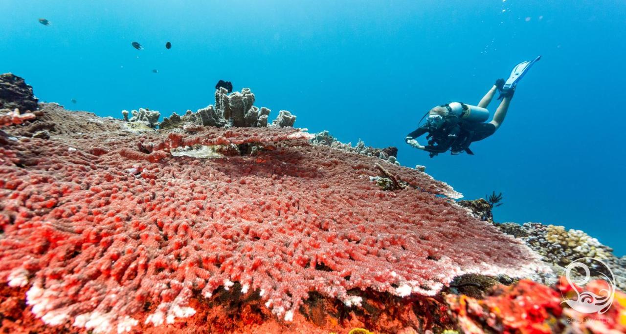 Oceans 5 Dive Resort Gili Air Bagian luar foto