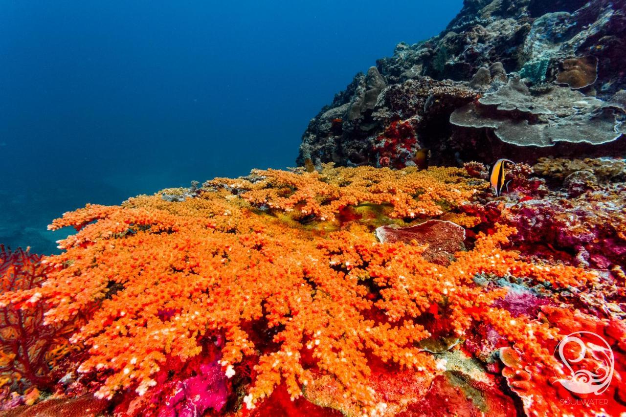 Oceans 5 Dive Resort Gili Air Bagian luar foto