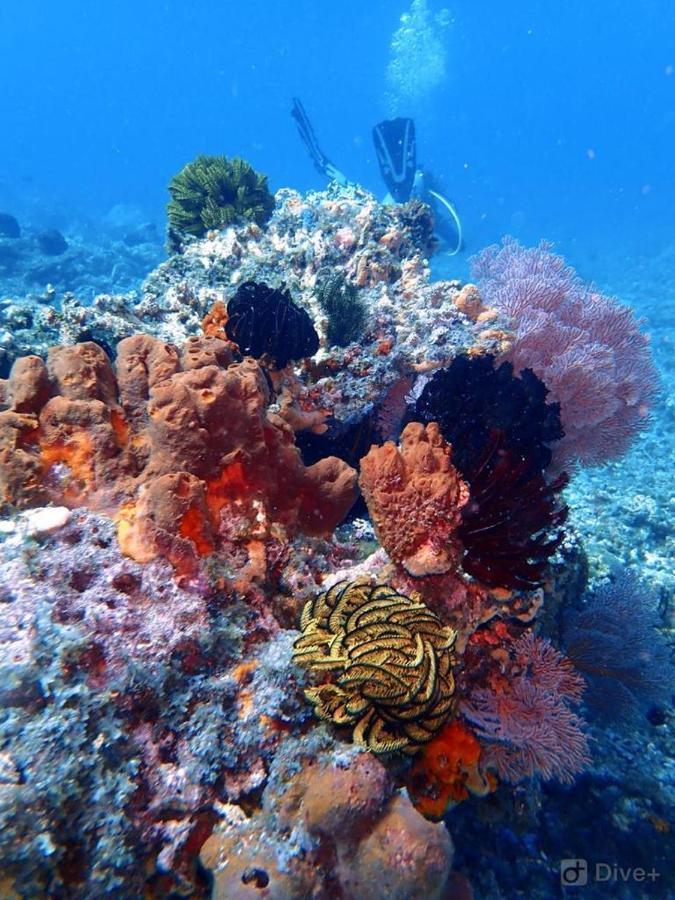 Oceans 5 Dive Resort Gili Air Bagian luar foto